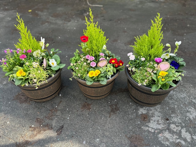 Large Mixed Barrel Planters