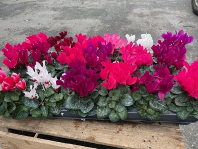 Cyclamen