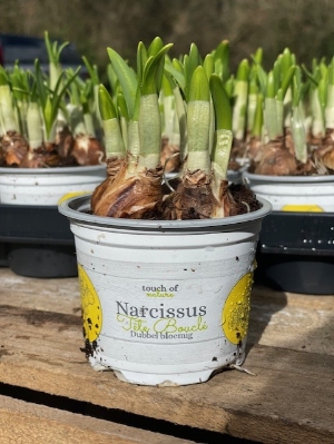 Narcissus