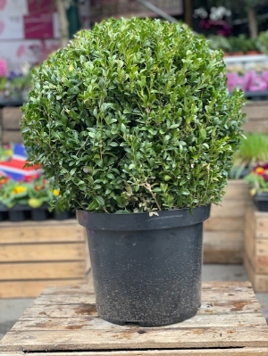 Large Buxus Balls