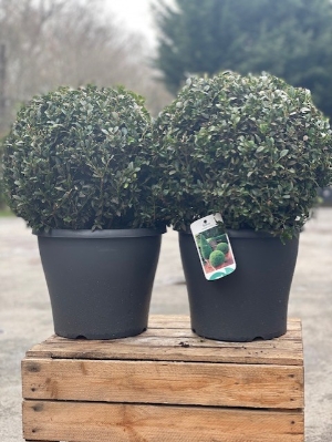 Buxus Balls