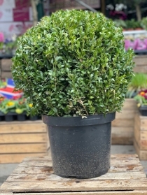 Large Buxus Balls